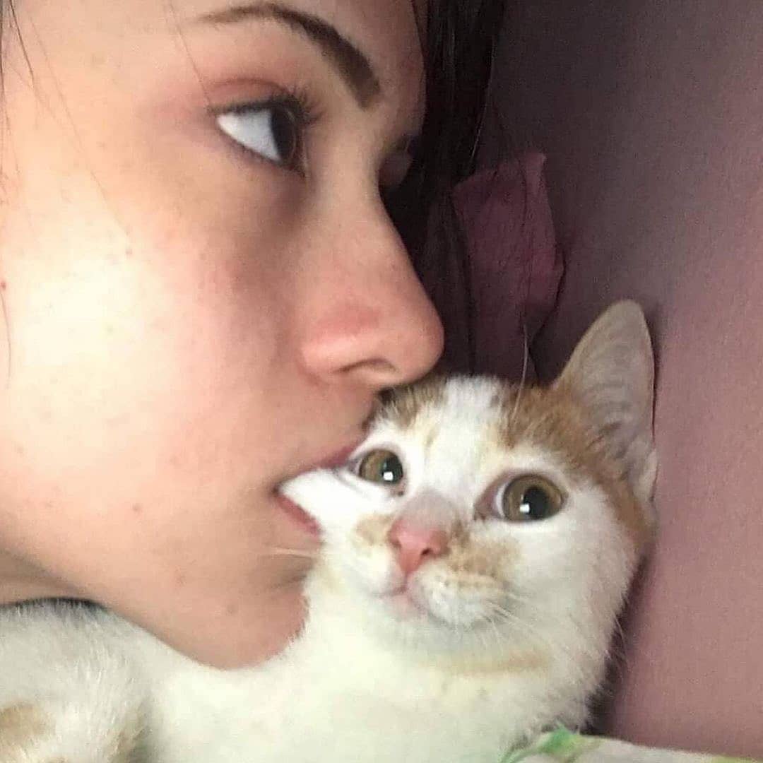 PunchingCat's tweet photo. https://t.co/SkqGJ15Zr0