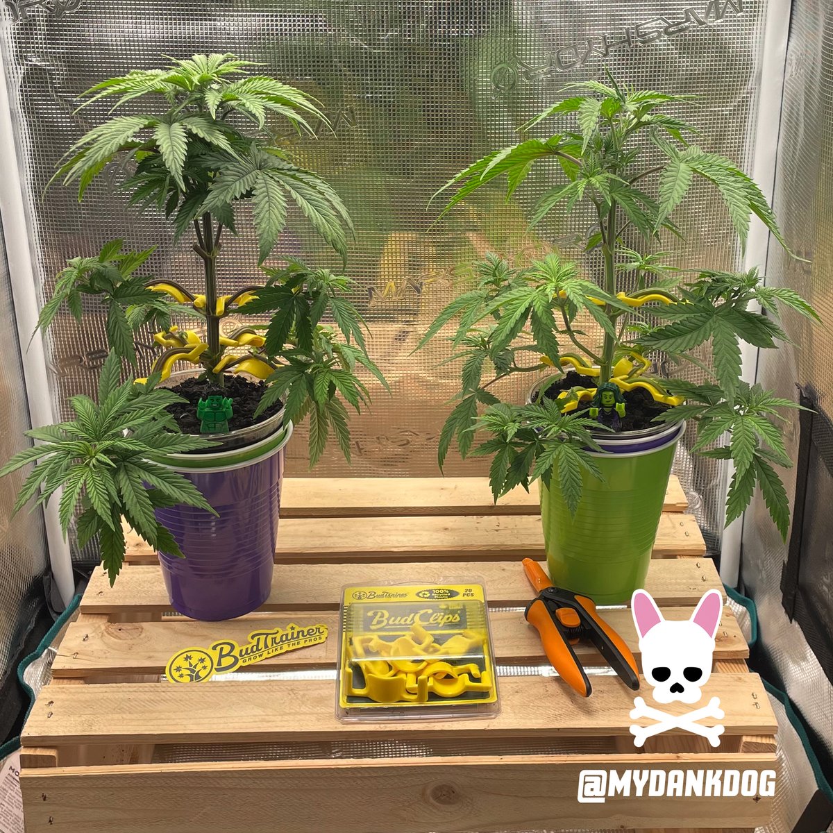 MyDankDog's tweet photo. Bruce Banner Autoflower, HULK vs SHE-HULK grow cup challenge. LST Low Stress training @theBudTrainer #growyourown #thebudtrainer #budclips #growcupchallenge #solocupchallenge https://t.co/sygdQWx9oC