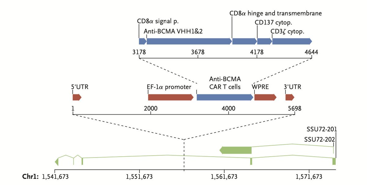 enhancerleo's tweet photo. CAR T cell-derived lymphoma found in a patient! A timely, careful, and intriguing case report @LombardiCancer @Georgetown in the New England Journal of Medicine @NEJM that leaves us with more questions than answers.

https://t.co/f0SVkWawgk

https://t.co/E0BkEHOEbm https://t.co/HMgaWOtoff