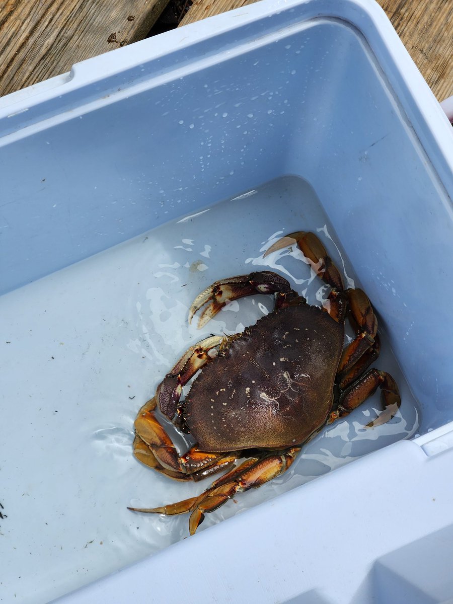 Trapped this guy in my domain expansion