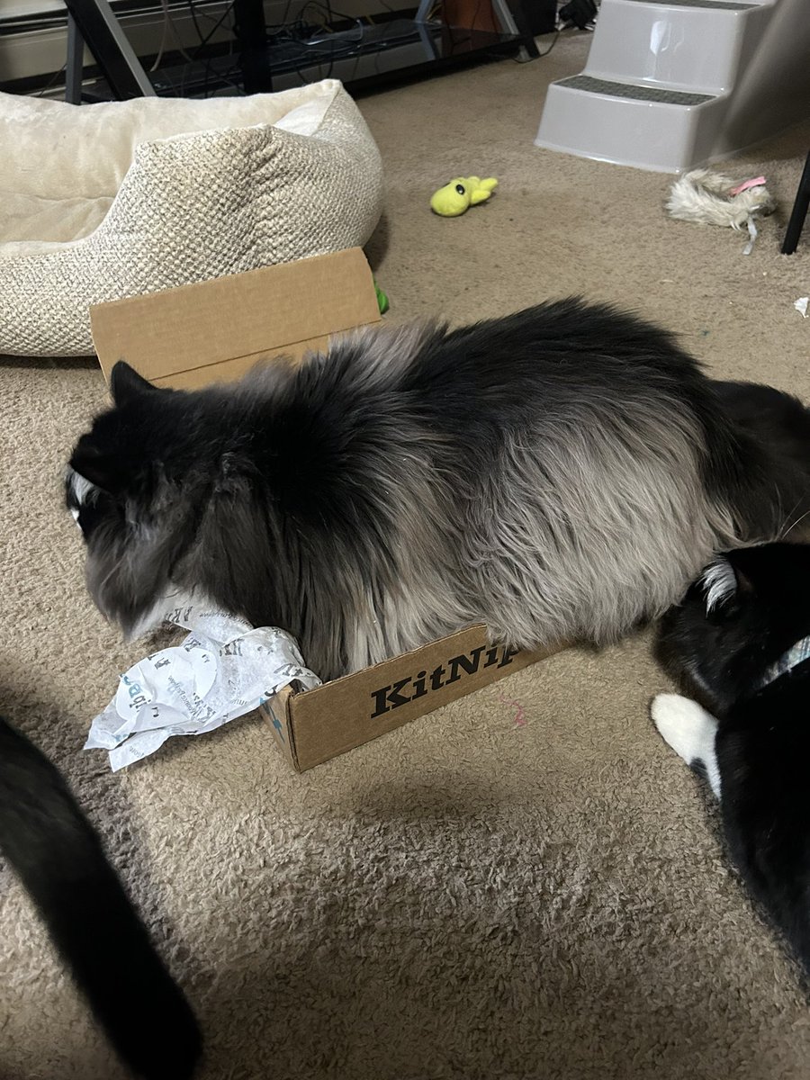 CurlyTailedCat tweet media