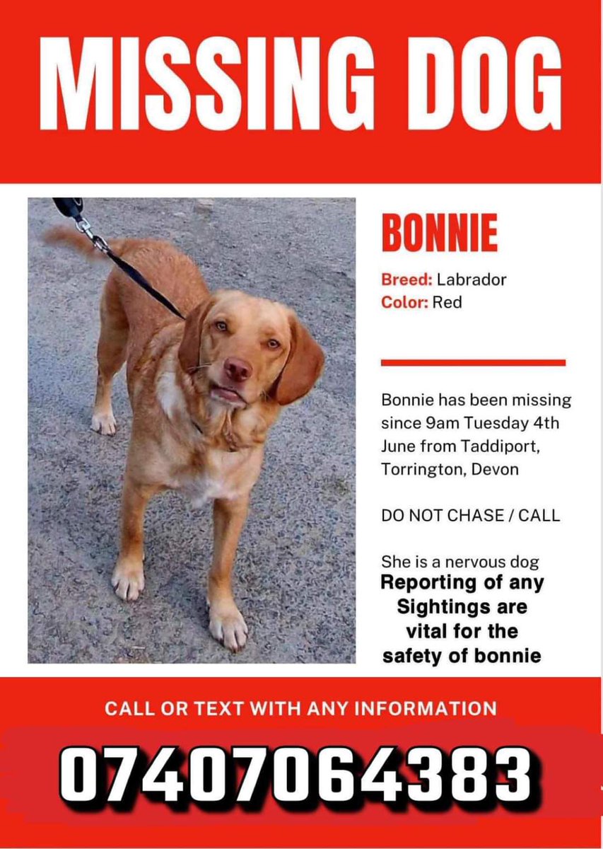 🐕BONNIE a RED LABRADOR went missing from her new home in Torrington #EX38 on 4 January 2024
If seen DO NOT TRY TO APPROACH, GRAB OR CHASE HER. THIS IS VITAL TO KEEPING HER SAFE. She has been sighted around Torrington. Please contact  if seen doglost.co.uk/dog-blog.php?d…