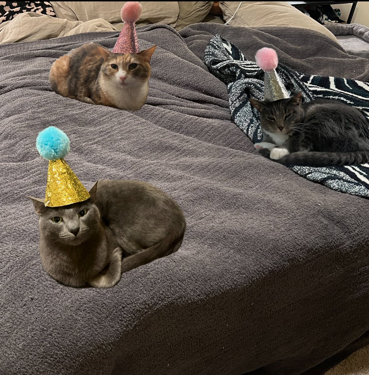 reallylittlecat's tweet photo. welcome to my party https://t.co/ZDdqGz1Zaa