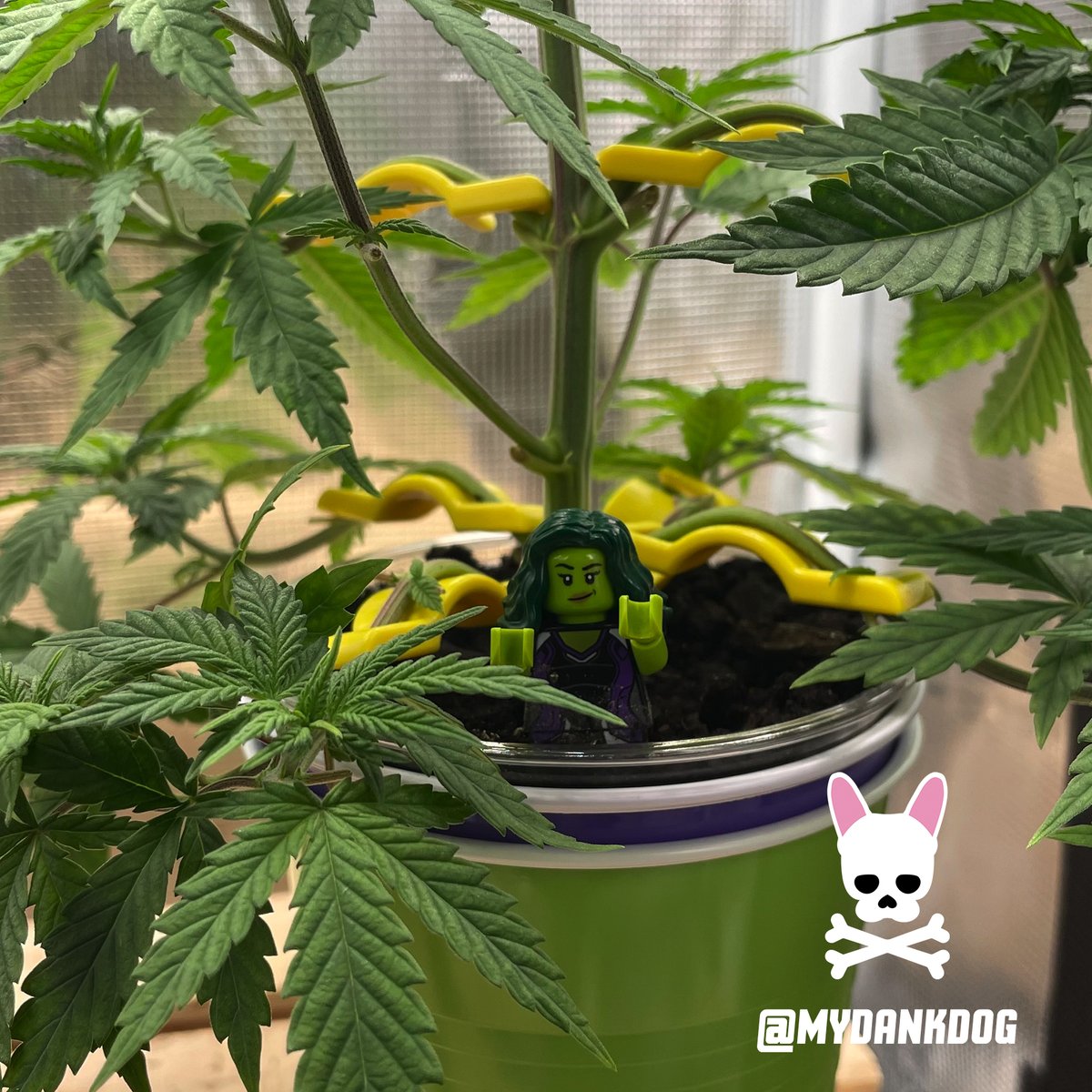 MyDankDog's tweet photo. Bruce Banner Autoflower, HULK vs SHE-HULK grow cup challenge. LST Low Stress training @budtrainer #budtrainer #growyourown #thebudtrainer #budclips #growcupchallenge #solocupchallenge
Follow the grow at https://t.co/tGJ7DErJtm https://t.co/3clGfXvTKI