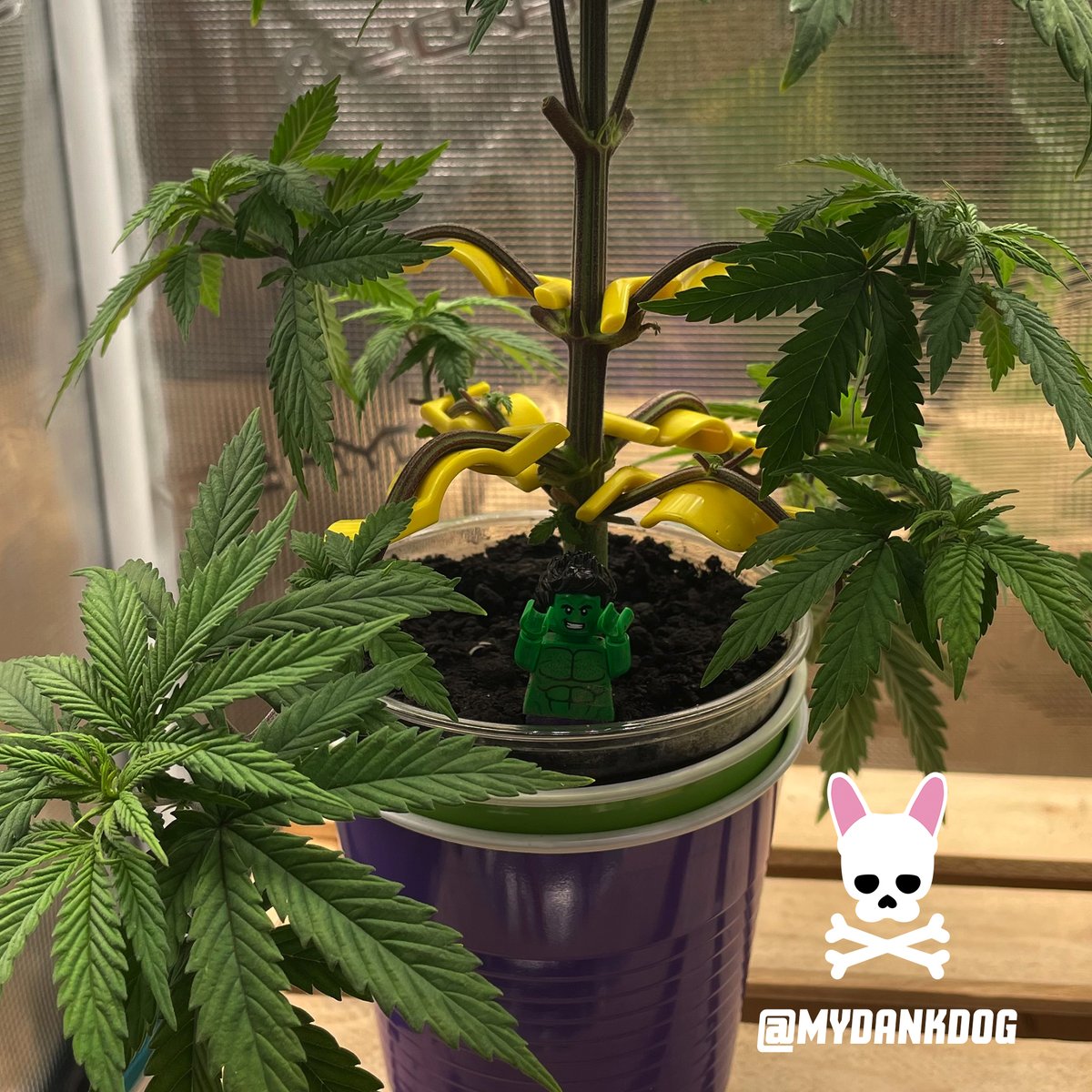 MyDankDog's tweet photo. Bruce Banner Autoflower, HULK vs SHE-HULK grow cup challenge. LST Low Stress training
@budtrainer
#budtrainer #growyourown #thebudtrainer #budclips #growcupchallenge #solocupchallenge
Follow the grow at https://t.co/iPy5H9hdmx https://t.co/9pnLJTSZrg