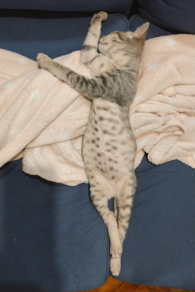 No puede ser que sigan dejando que las parejas homosexuales adopten!Menos de 3 meses y ya está en modo Madonna - Vogue - Strike a pose...