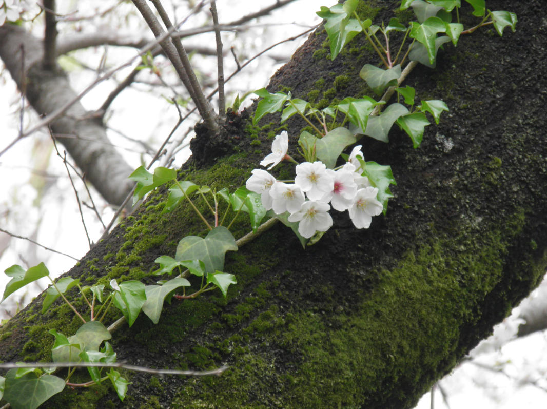 mistliges's tweet photo. 桜の画像その３

#桜 #写真好き #花 https://t.co/moxyT7NLRK