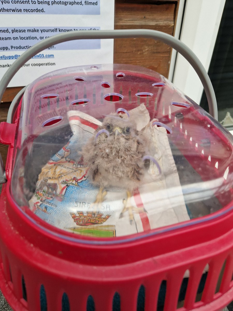 Had to jump in a river tonight in bushy park to rescue this week old kestrel that I saw clinging to reeds at the edge. God knows how it ended up there, but it's safe now with Wildlife aid. Lucky bird <a href="/theroyalparks/">The Royal Parks</a> <a href="/ChrisGPackham/">Chris Packham</a>