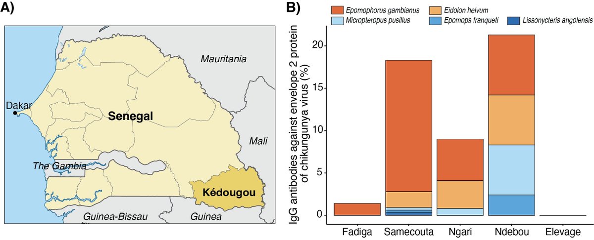 We found that 13.3% of fruit bats had been exposed to the chikungunya virus prior to an outbreak in Kédougou, Senegal, in 2023, with the highest rates found in Eidolon helvum and Epomophorus gambianus. 🦟🦠🦇🇸🇳

Thanks: 
Read: wwwnc.cdc.gov/eid/article/30…