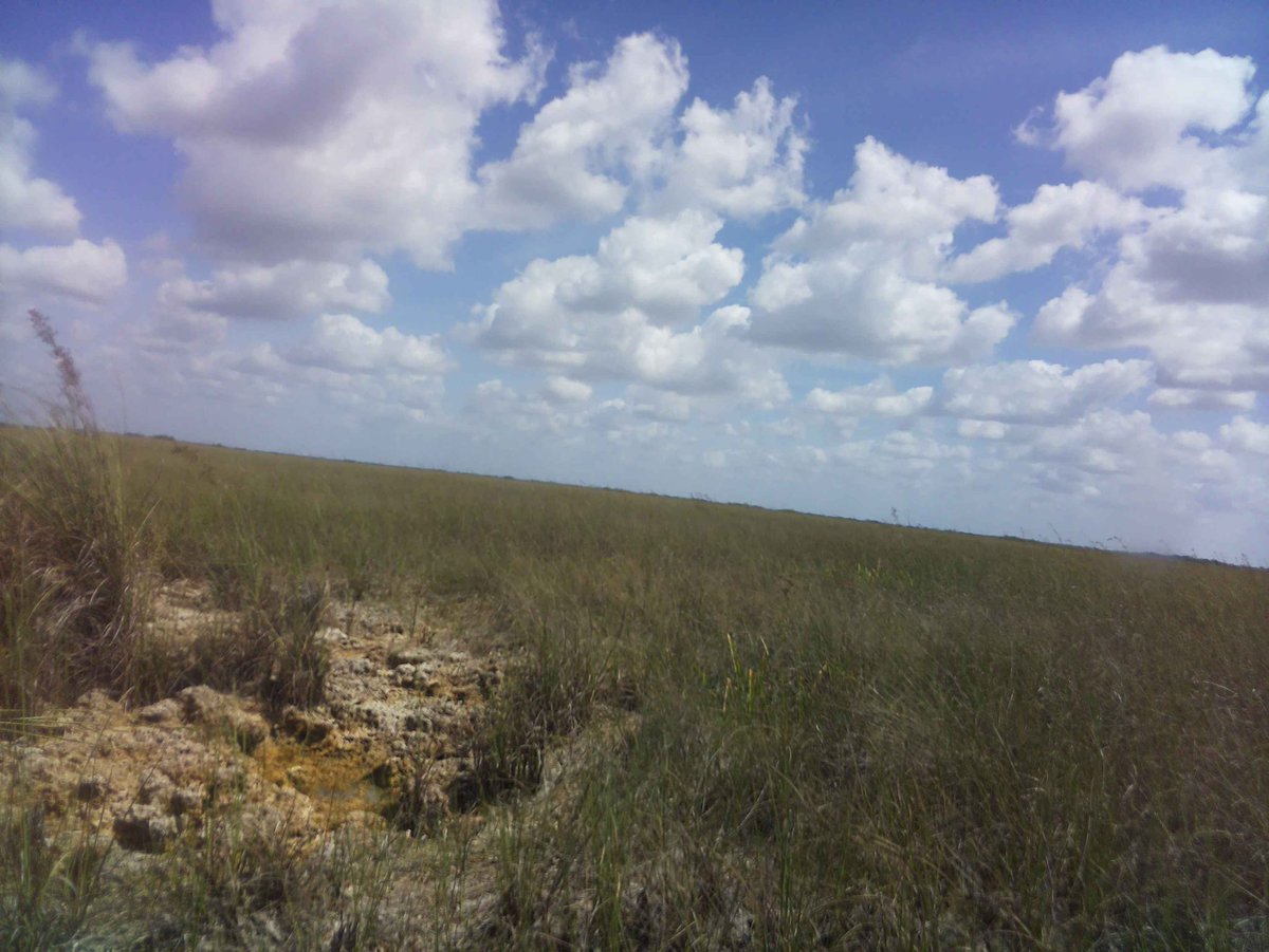 David Yannick tweet media