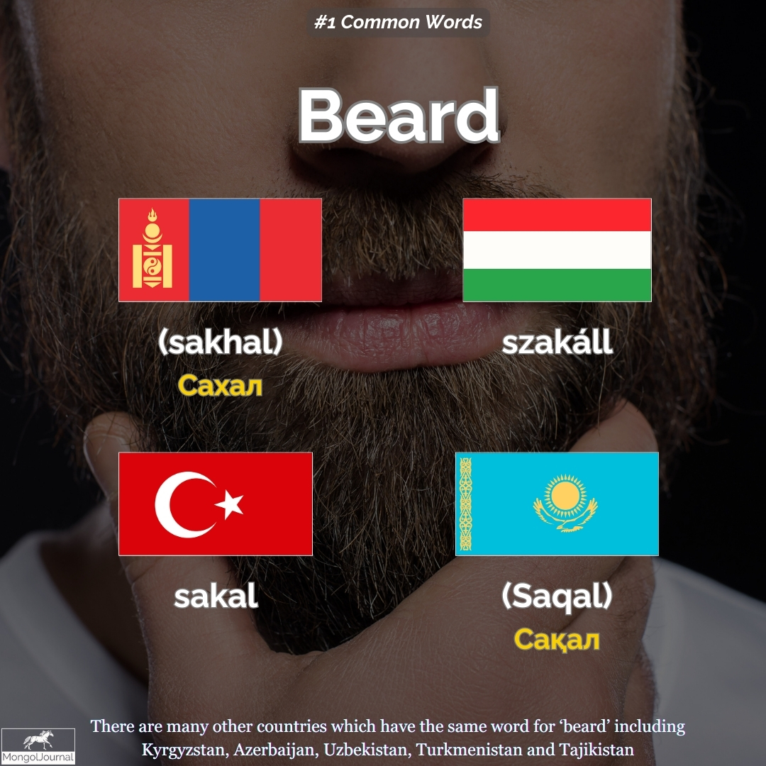 MongolJournal's tweet image. #1 Common Words Between Different Languages - MGL Sakhal (beard)

#mongolia #commonwords #turkish #mongolian #mongolia #turkey #hungary #budapest #hungarian #kazakhstan #kazakhstan #казак #türkiye #монгол #moğolistan #kyrgyzstan #uzbekistan #turkmenistan #tajikistan #beard