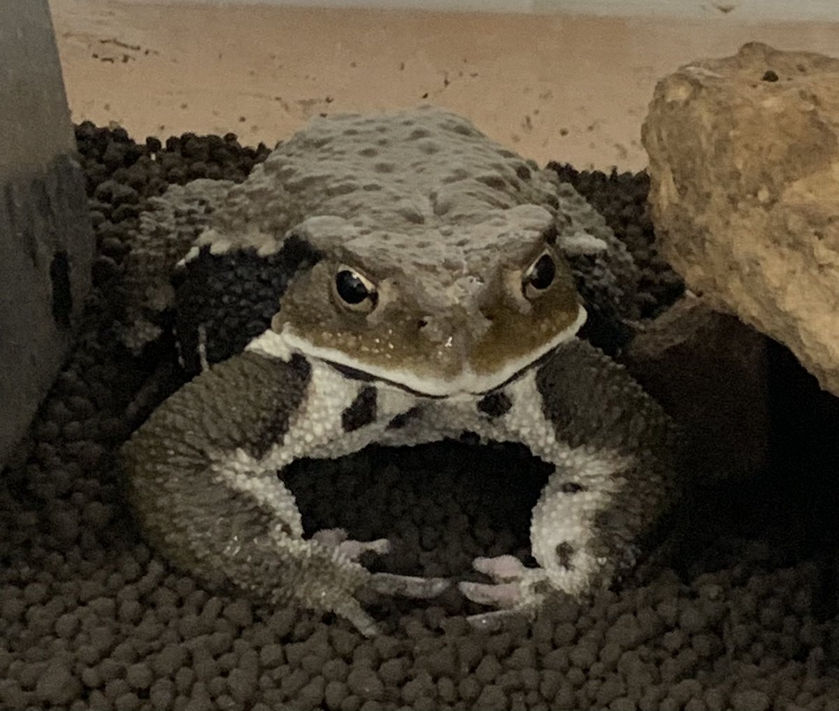 カエルとピョン🐸🐸🐸 (@marumaru0421) / Posts / X