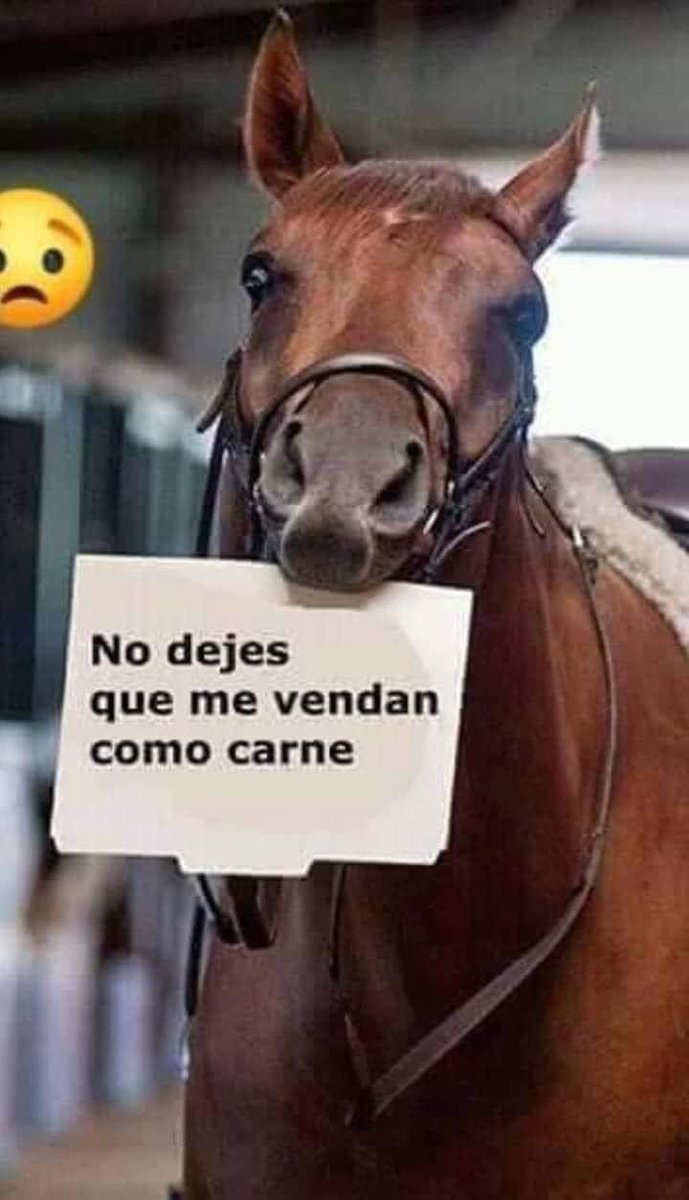 Elizabeth_n_n's tweet photo. #NoAlMaltratoAnimal #NoSonNuestrosEsclavos #NoSonComida #GanaroServir https://t.co/yrvMU0NtIk
