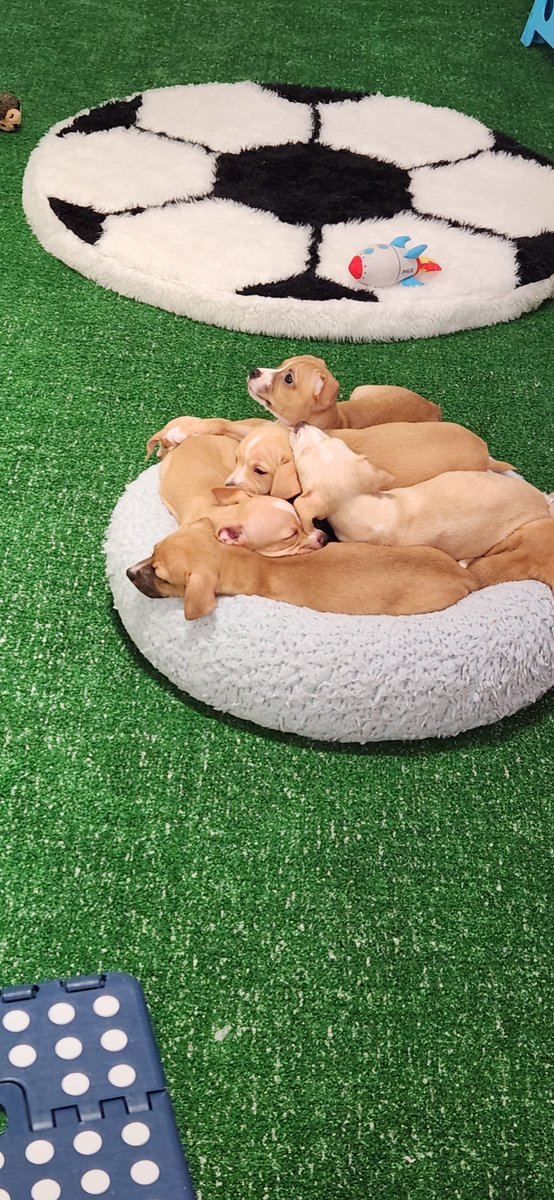 Erika Welling, CEM, DES tweet media