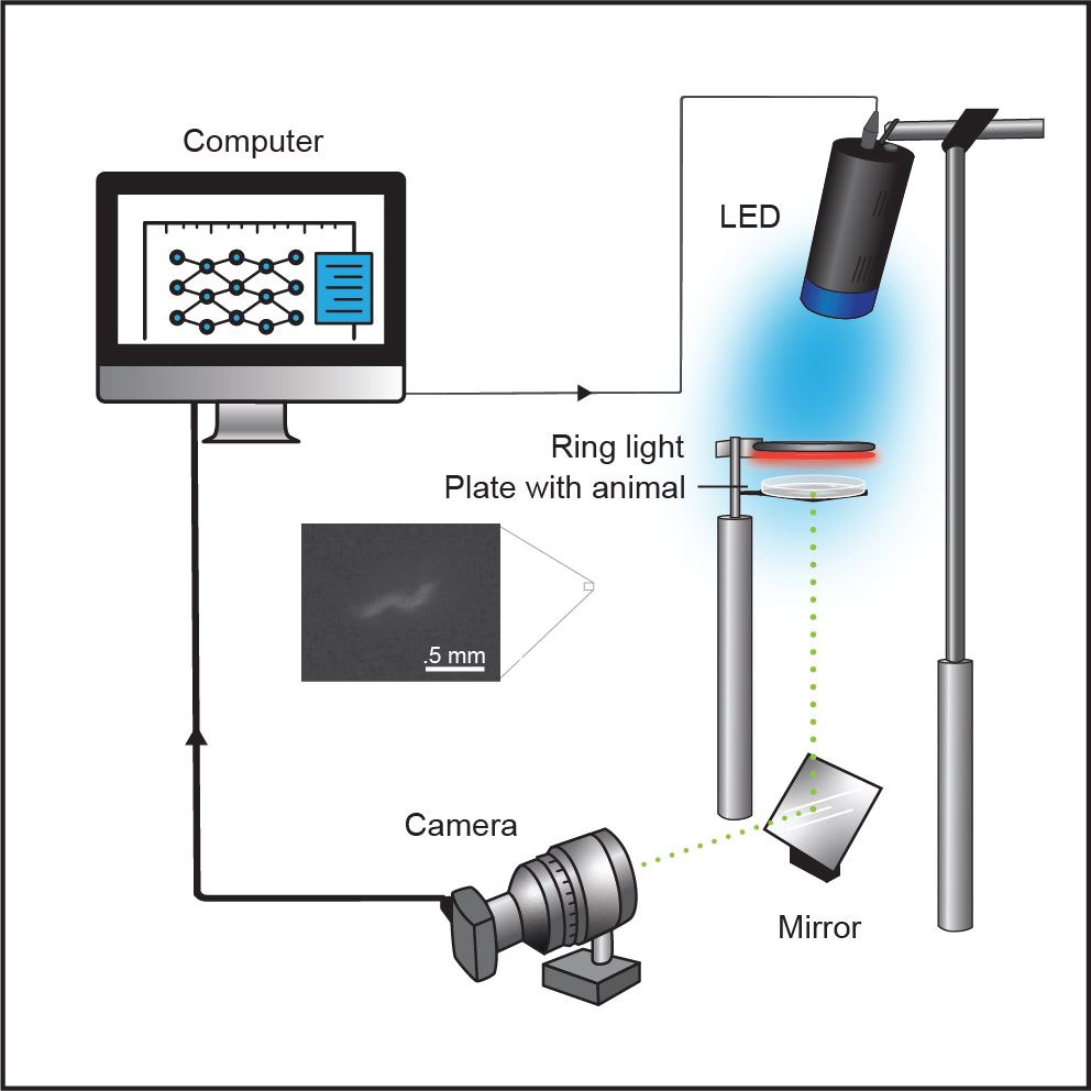 Graduate student Chenguang Li created a hybrid between artificial intelligence and biological intelligence by combining RL, optogenetics, and the C.elegans worm. Read more here: Li et al, Nature Machine Intelligence (2024). klab.tch.harvard.edu/publications/P…