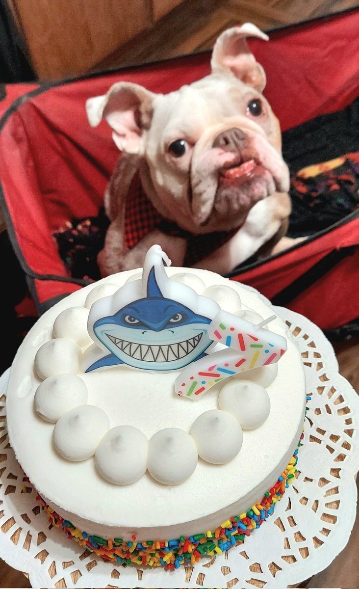 kwichyrbellyakn's tweet photo. To the Sharknado Ninja, on your special day, I wish you a Happy Birthday! May your ninja skills always be sharp and your Sharknado adventures be filled with fun and excitement. @OfficialOPLive @ReelzChannel @OnPatrolNation #OPnation #OPLive #OnPatrolFirstshift #OnPatrolWeekend https://t.co/zkn9Eq96ES