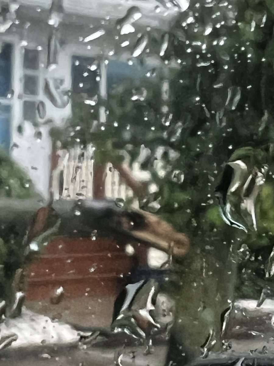 CardiacDrop's tweet photo. Flash flood and a hardcore tropical storm and heavy winds blowing into town… trees everywhere.
#Boston #MetroBoston #StormEvent 🌧️⚡️☔️ ⛈️ 🌳
My wife took the photos on way home from work. https://t.co/gmP2mmHaeh