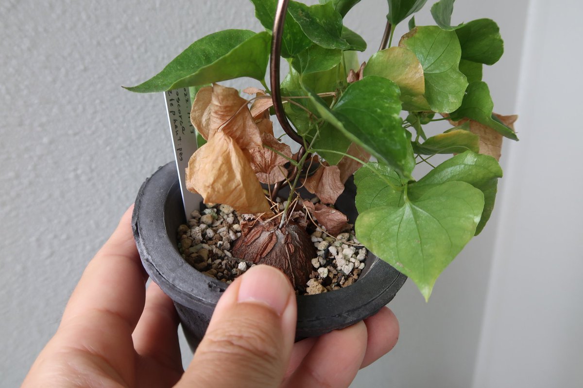 ato_orio's tweet image. 種から育てることはや１年と半年、なぜか１個だけ異常に成長が早くてスーパーボールくらいのサイズになった。
投稿！特ホウ王国やったら「驚愕！アレが超でかい子ども」っていうタイトルで取材がきてもおかしくないな。
休眠期間とか無視してどんどん育て！

#亀甲竜
#Dioscorea