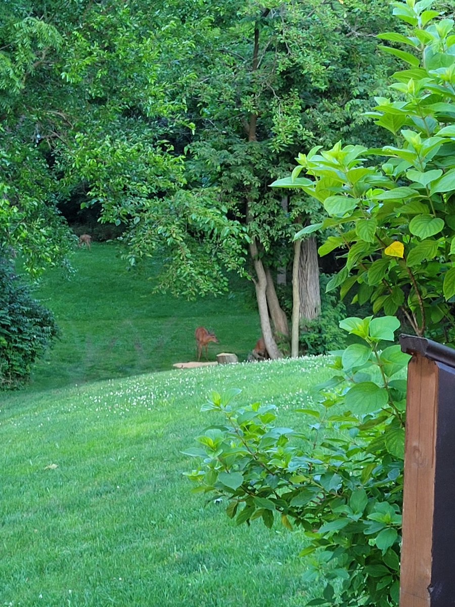 今天搬来这里住一个星期，太美了吧，花园和深林融合在一起，从一个🦌子，来了三个鹿子🦌🦌🦌。
住过无数酒店，公寓，第一次这么靠近森林。这里很纯粹，就一栋房子，还有附属深林小屋，美美的花园.
有点像Secret Garden    ,,,,,,,