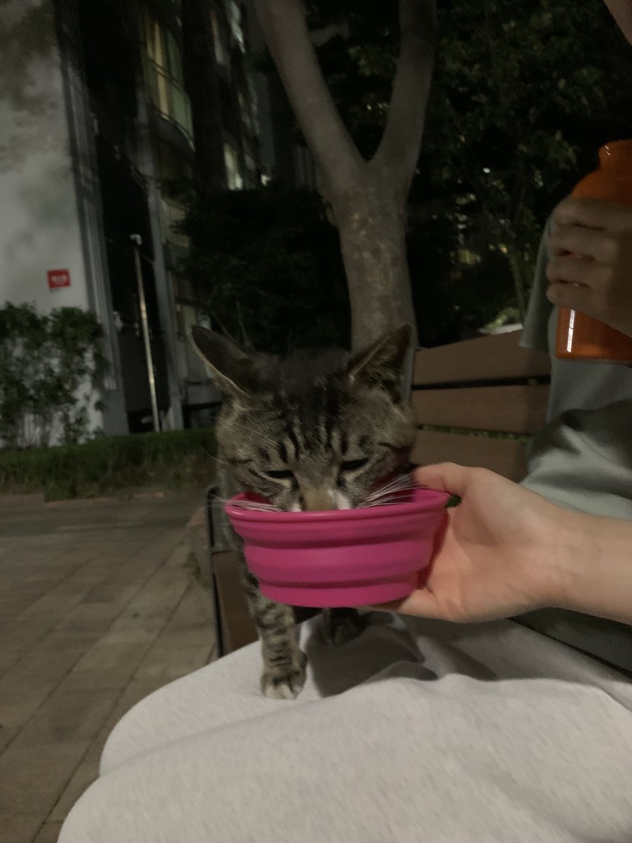 애기 목 말랐었어 ㅠㅠ 물 따르고 있으니까 물그릇 내려 놓기도 전에 허벅지 올라와서 물 마심