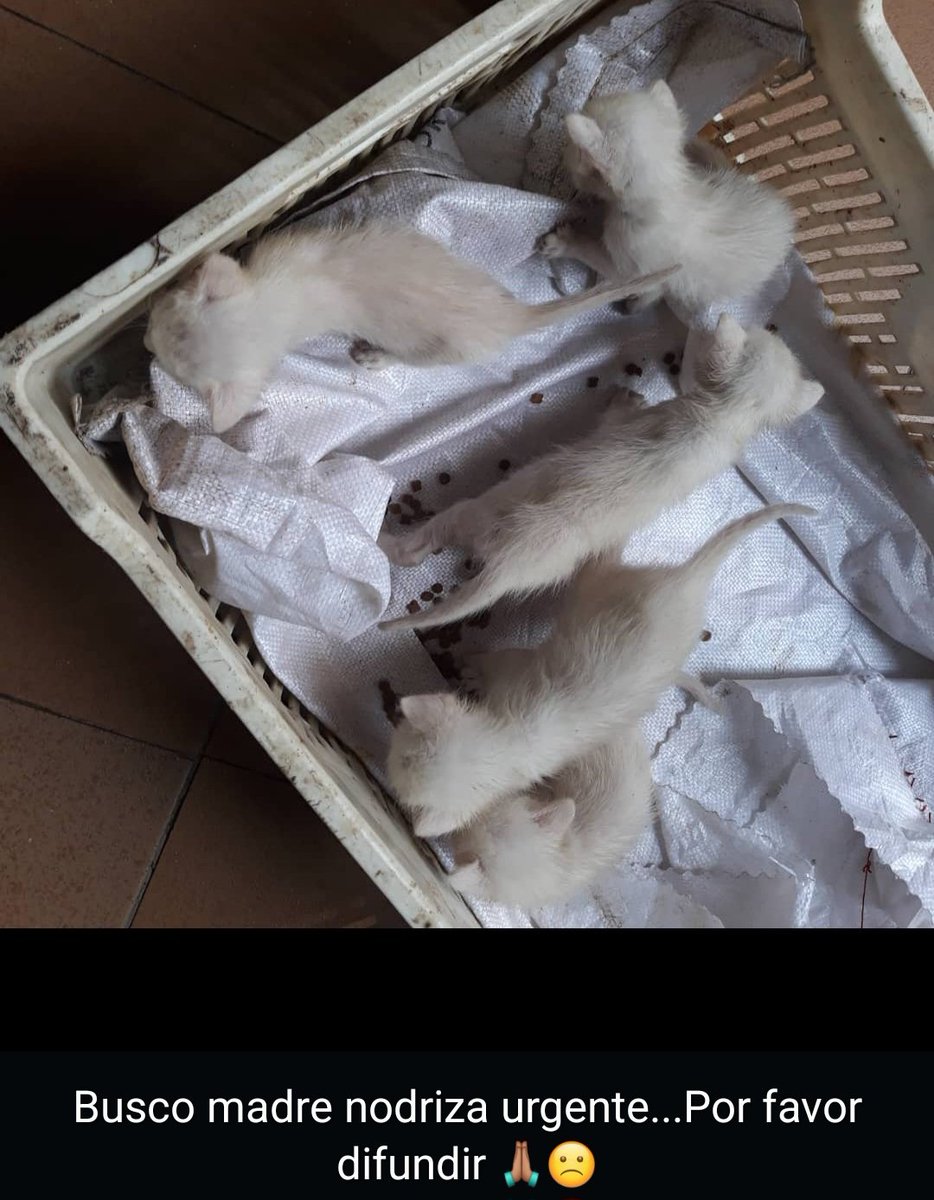 PerroUsuario's tweet photo. Reporta @ntrejo70: amigos, con carácter de urgencia solicitamos gata nodriza para estos bebés que dejaron abandonados en un basurero😢si la nodriza no está esterilizada nos comprometemos a hacerlo, por favor ayúdenme a difundir, gracias. Información 04122925742, en Caracas https://t.co/xTdzfwMUQr