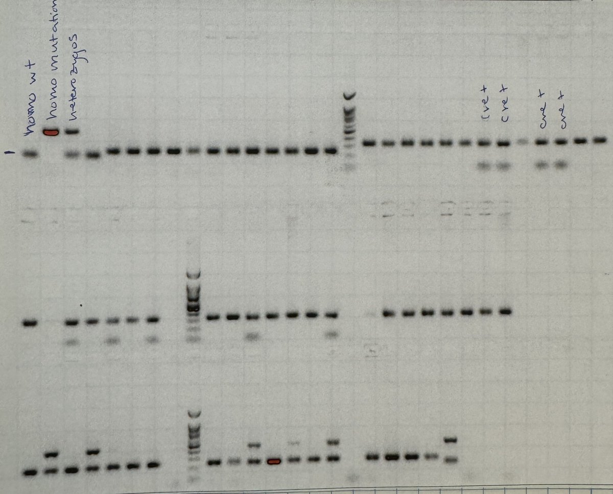 Had a great first two weeks of research with <a href="/utswstars/">UTSW STARS Program</a>! We've genotyped mice, isolated fly RNA, prepared plasmids to replicate segments of human DNA, and tackled a dozen other tasks in the lab. 
👩🏼‍🔬🧬🧫