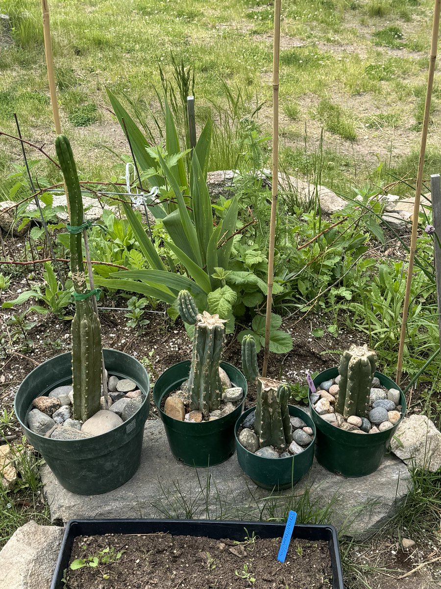 bdeseattle's tweet photo. Grow all the things. https://t.co/KtRNucIVXr