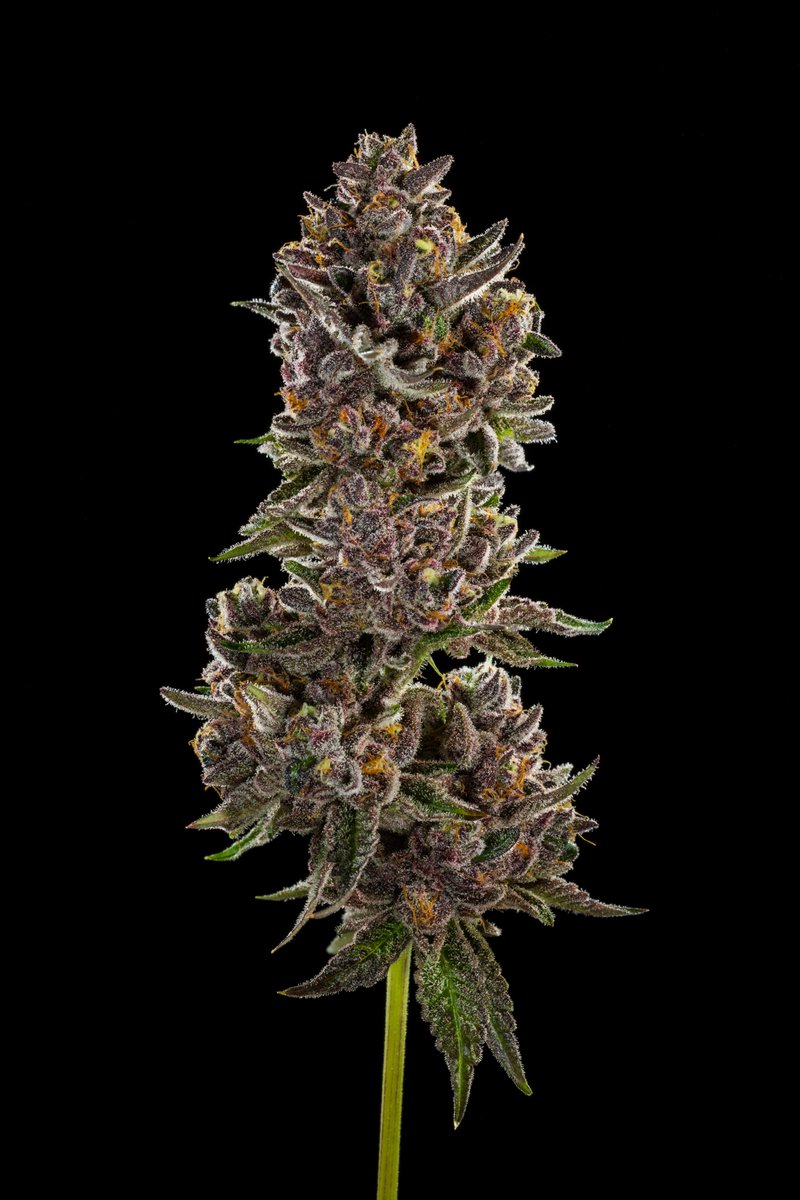 Go_Greenline's tweet photo. Dosi-Orange #9
Our house made hybrid cross between #OrangeTree X Do-Si-Dos. It has an unbelievable aroma of sweet orange terpenes, almost like a freshly unwrapped orange candy 🍊 🍪

#Greenline #DosiOrange #Cannabis #NugShots https://t.co/HhlosIdEiq