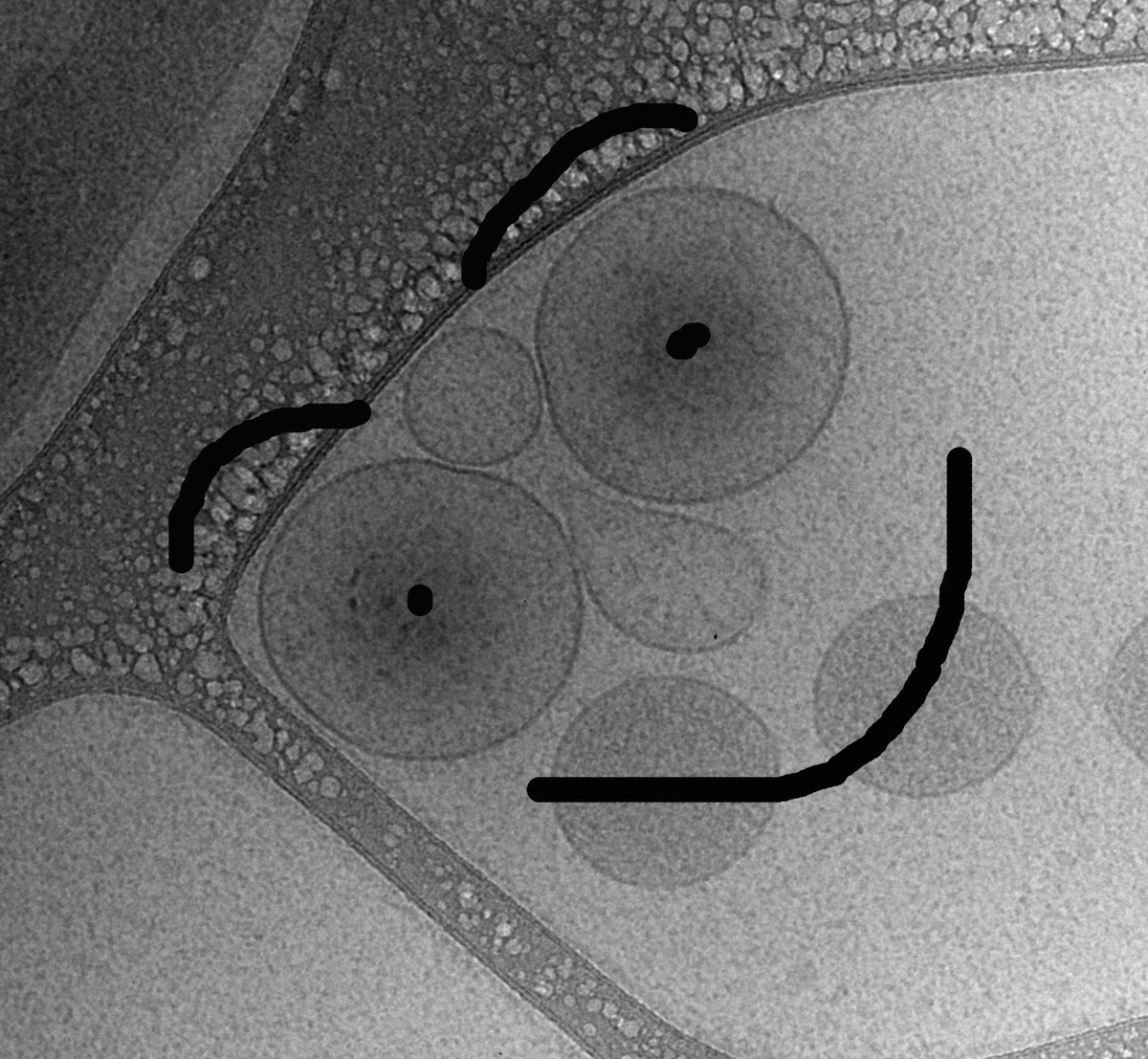 EVs felizes!!!!! @ISEV