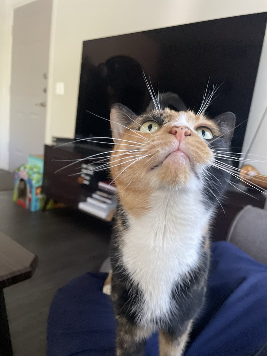 cariboumeat's tweet photo. My heart is broken. My Nell Bell is gone. https://t.co/2IlxJwbxzN
