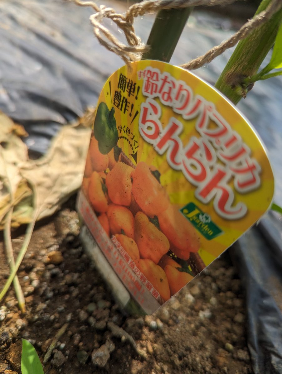 endspacer_ime's tweet photo. ミニ菜園のナスとミニパプリカ
5月連休明けくらいに買ってきた苗を植付たもの

一応、実をつけてるので大丈夫なのかなぁ
順調にいけば10月くらいまで食べ放題じゃぁ

#菜園 #ナス #ミニパプリカ #フルーツパプリカ https://t.co/BFx31V6QqO