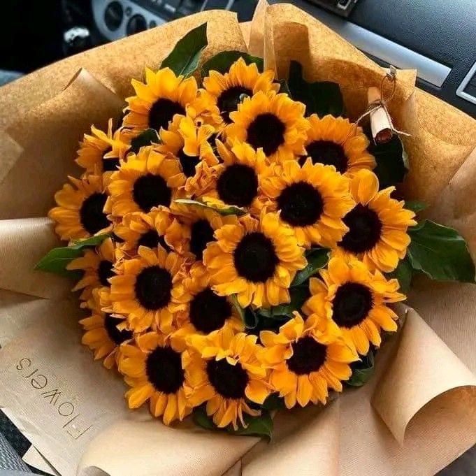 SUNFLOWER 🌻 tweet media