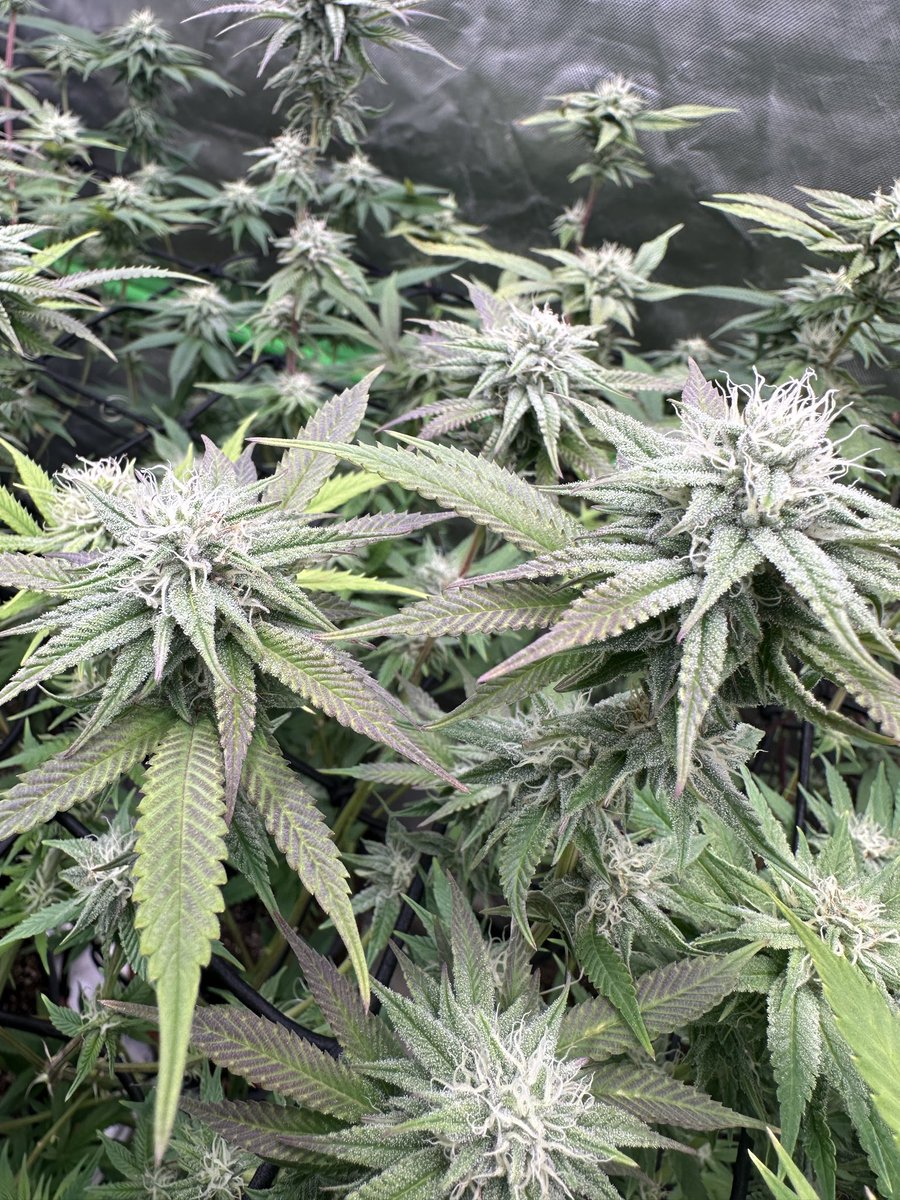 gasmanthegascan's tweet photo. Red Pill and Blue Pill both took the apricot terp incrediblyโฆ Hope everyone enjoys #growlifeornolife #gasinthedeltapass #gasmanthegascan #livingsoil #organic #LED #humboldtcountysown #microbes #fohse #hydroponics #seeds #gardening #medical #greenleopardLED #manoftheredearth https://t.co/idZhAPAZDF