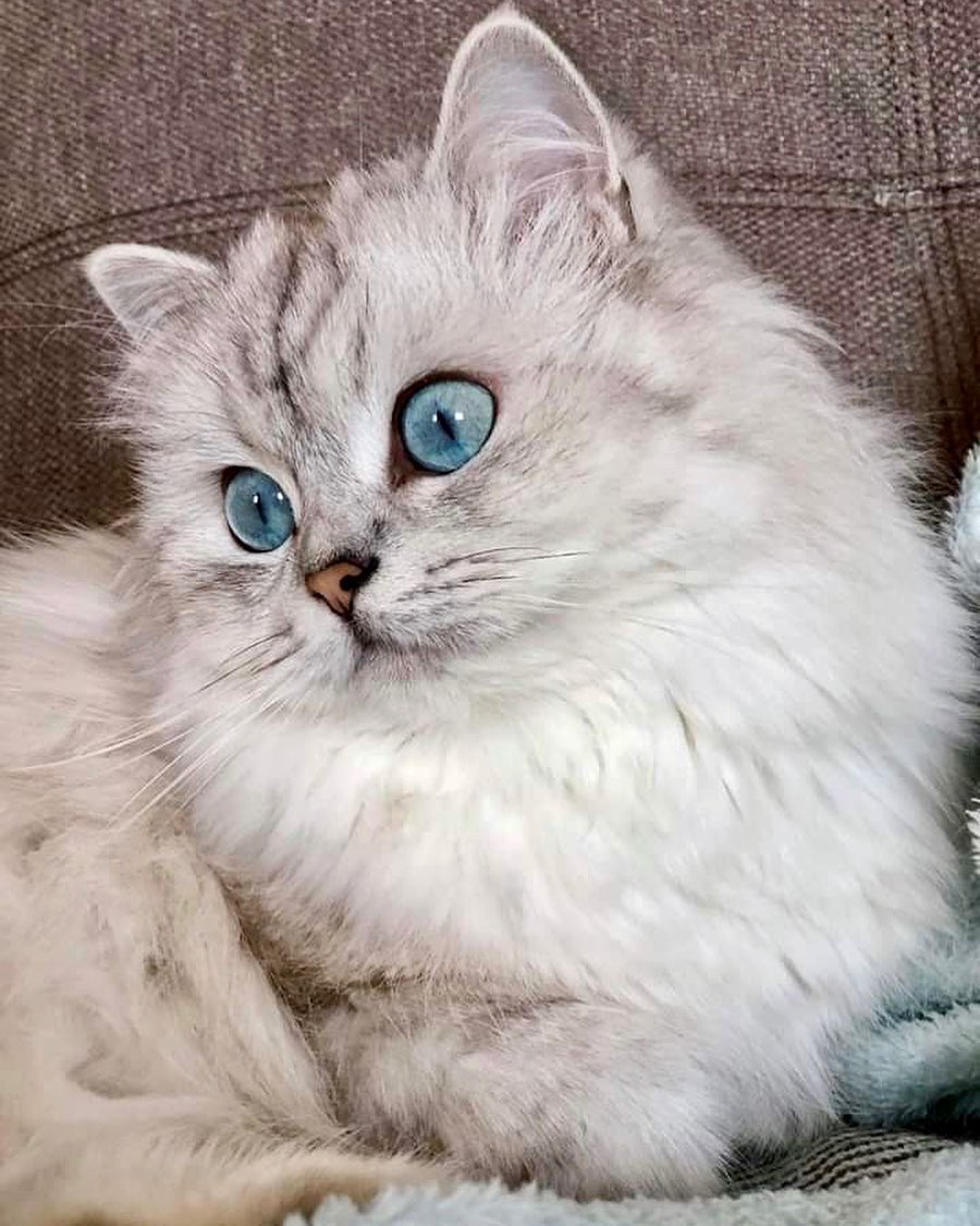 ffboylan's tweet image. 「うーん、本当にそこで選んで大丈夫ですか？」と言いたい顔。 » 😂❤️

#cat #meme #u2u #U2DPN