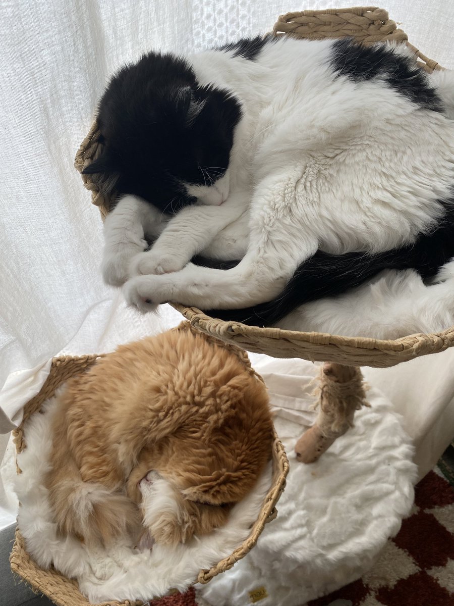 dailypoko's tweet photo. https://t.co/r9S8AOnRg9
