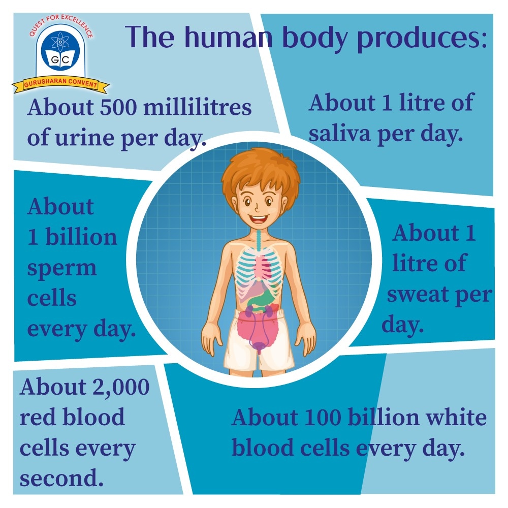 GurusharanConv1's tweet image. The human body is a remarkable and complex system, composed of living cells and extracellular materials organized into tissues, organs, and systems.

#Biology #Biologynotes #RDM #GurusharanConvent
