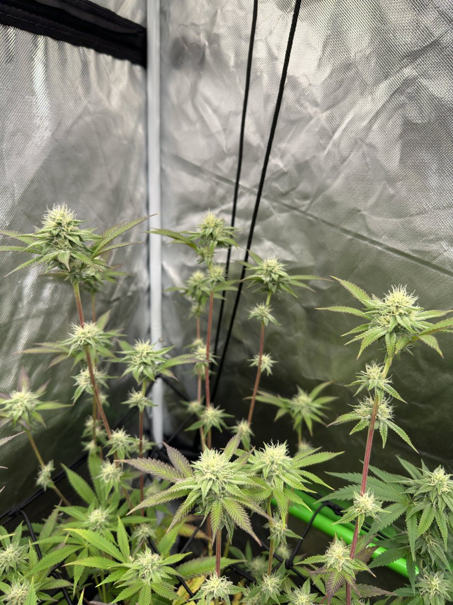 gasmanthegascan's tweet photo. Poop Party (Dinosaur Meat x Unicorn Poop) x (Unicorn Poop x Mendo Montage F5) this bitch is tall and wide #growlifeornolife #gasinthedeltapass #gasmanthegascan #livingsoil #organic #LED #humboldtcountysown #microbes #fohse #hydroponics #seeds #gardening #medical #greenleopardLED #manoftheredearth