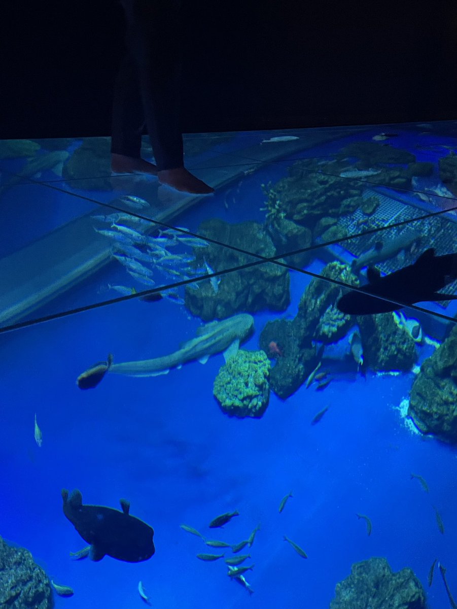PICOchan1227's tweet photo. 自宅からわりと近いのに行った事がなかったDMMかりゆし水族館に行ってきました🪸🐟
規模はそれほど大きくないけどオシャレな展示で想像以上に楽しかった😆
写真はないけどナマケモノとか動物もいたよ🦥 https://t.co/7TKaOlNgpM