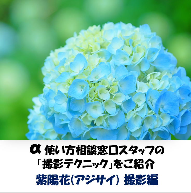 Sony_JP_Support's tweet photo. /
#ソニー製品お役立ち情報📷
\
紫陽花(アジサイ)が美しい季節
α 使い方 相談窓口スタッフが
撮影してみました
💠撮影のポイント
💠設定と構図
⏰詳しくはInstagramでご紹介→https://t.co/4LfOUxRZYG
ぜひご覧ください💁♀️
#ILCE6000
#ソニーサポート https://t.co/CBHRLM3bqr