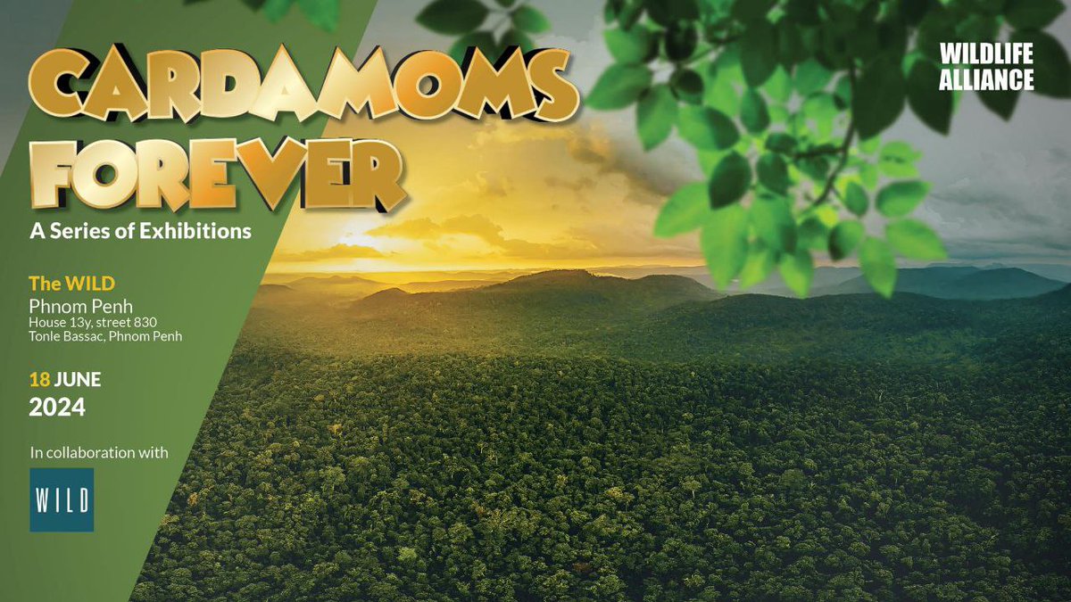 Wildlife Alliance and WILD-Phnom Penh are excited to invite everyone to join the opening of “Cardamoms Forever – A Series of Exhibitions”
Entrance is free. 
Exhibition Opening: 18 June, 2024
Venue: The WILD - Phnom Penh, House 13y, street 830, Tonle Bassac, Phnom Penh
Time: 5 PM