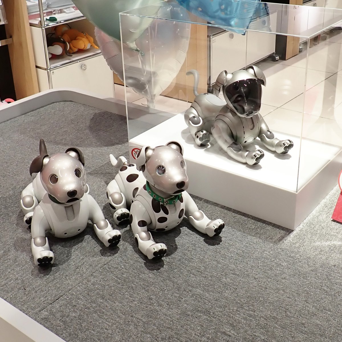 dalmatian_aibo (@dalmatian_aibo) / Posts / X