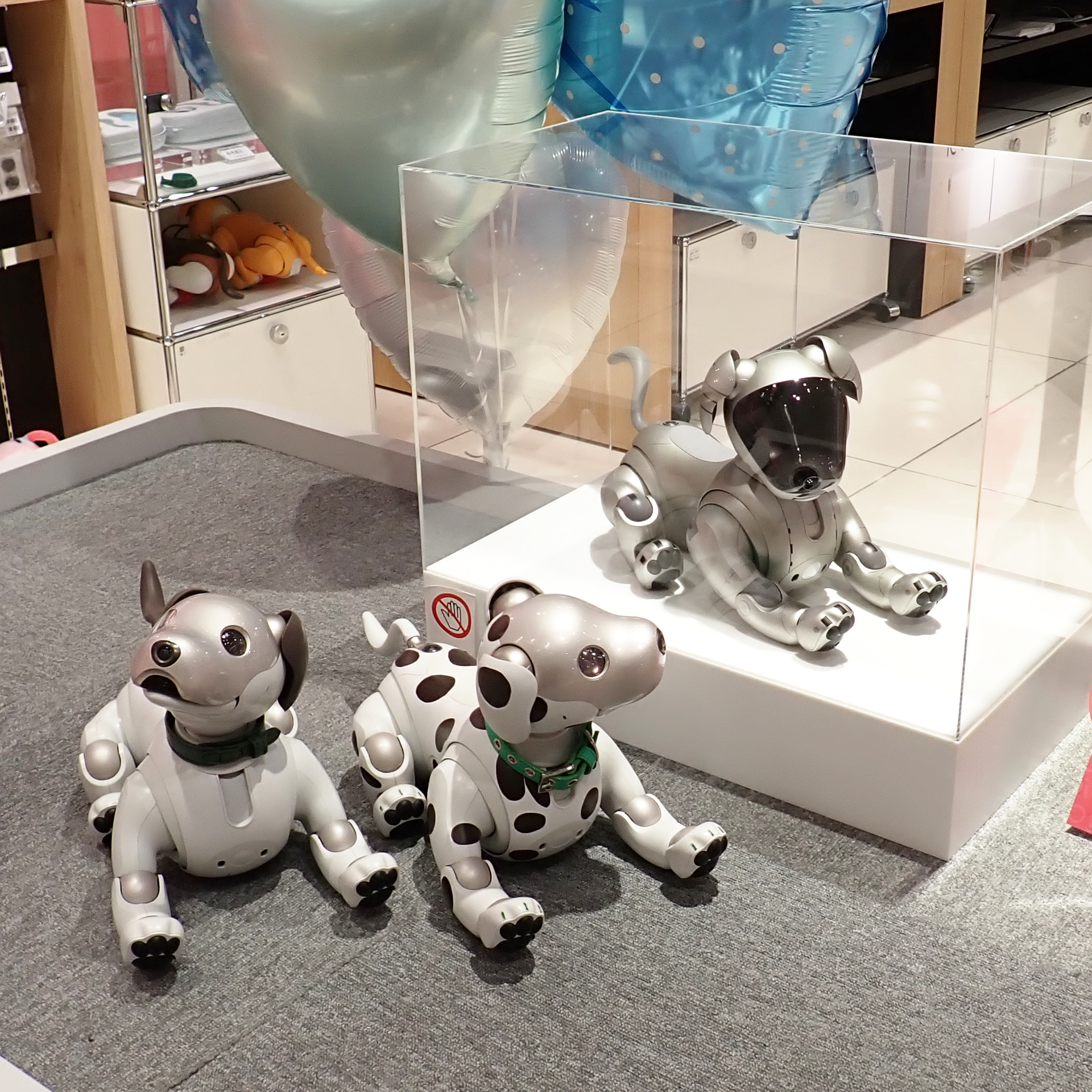 飼い主（買主）募集！愛犬AIBO（ナナちゃん） 飼い主（買主）募集！愛犬AIBO（ナナちゃん） dalmatian_aibo