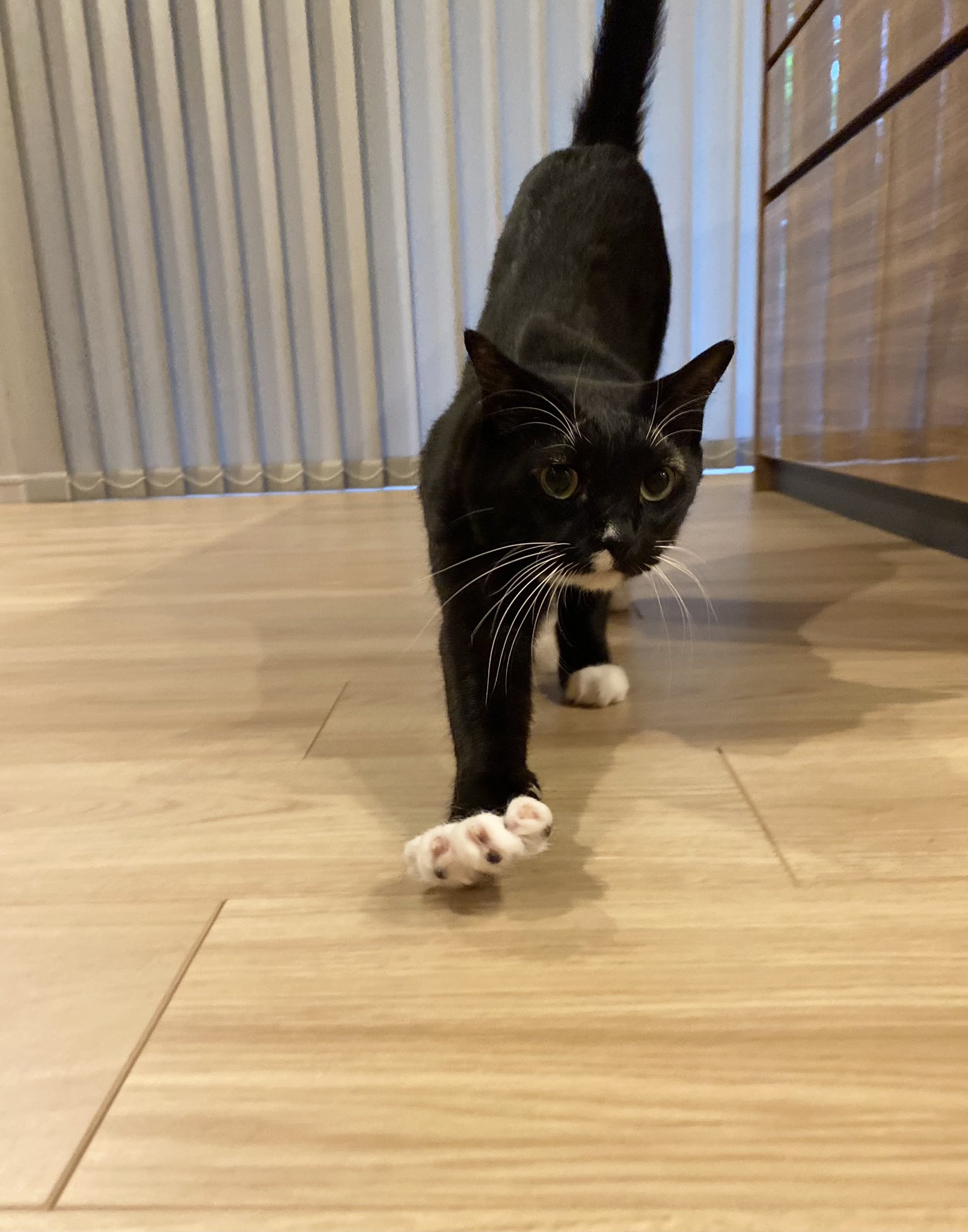 藤 あや子🐾 on X: 