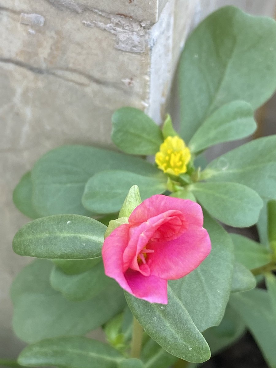 drcovidguru's tweet photo. Happiness is infectious https://t.co/kMcyZjeq8Q