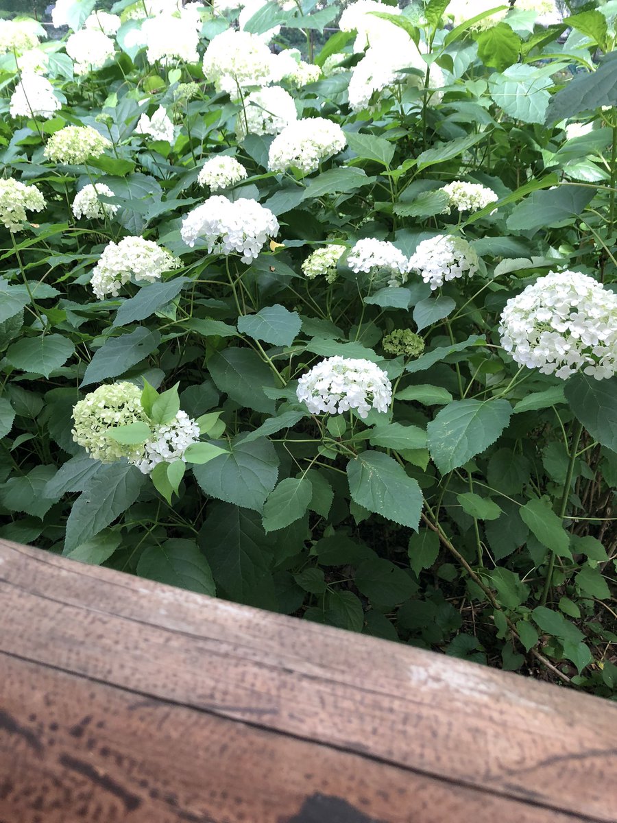 vmax347's tweet photo. 朝の散歩ツー　モカと紫陽花 https://t.co/0n4t1PtLp8