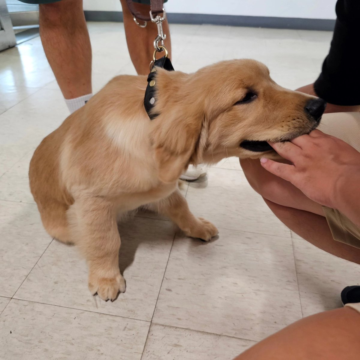 jetfastpet's tweet photo. Hmm...maybe my hand and file bag is delicious for Ba Wan...

#pettaiwantounitedkingdom
#JETFASTPET #dogs #cats #internationaltravel
#petexport #petimport #petrelocation #pettravel
#petshipping #petshipper #pettransporter
#RNATT https://t.co/SmaxGNmdai