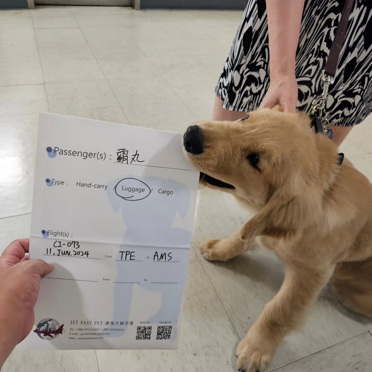 jetfastpet's tweet photo. Hmm...maybe my hand and file bag is delicious for Ba Wan...

#pettaiwantounitedkingdom
#JETFASTPET #dogs #cats #internationaltravel
#petexport #petimport #petrelocation #pettravel
#petshipping #petshipper #pettransporter
#RNATT https://t.co/SmaxGNmdai