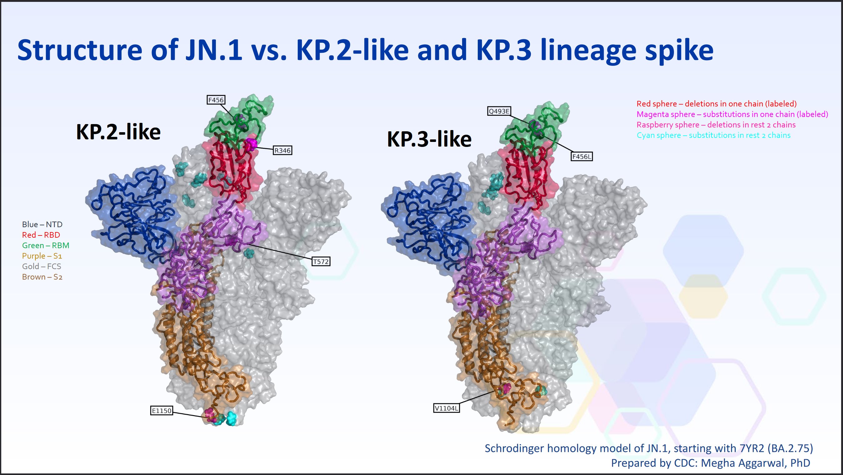 Demonstrated structural differences between JN.1, KP.2, and KP.3. KP.2 is four mutations on the spike different and KP.3 is three mutations different.