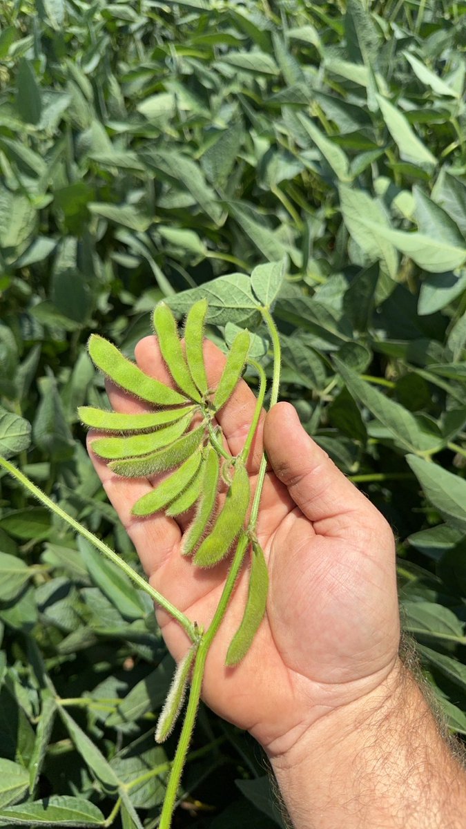 13 pod clusters on the top node of the bean plants. Just gotta fill em out and make em heavy now!