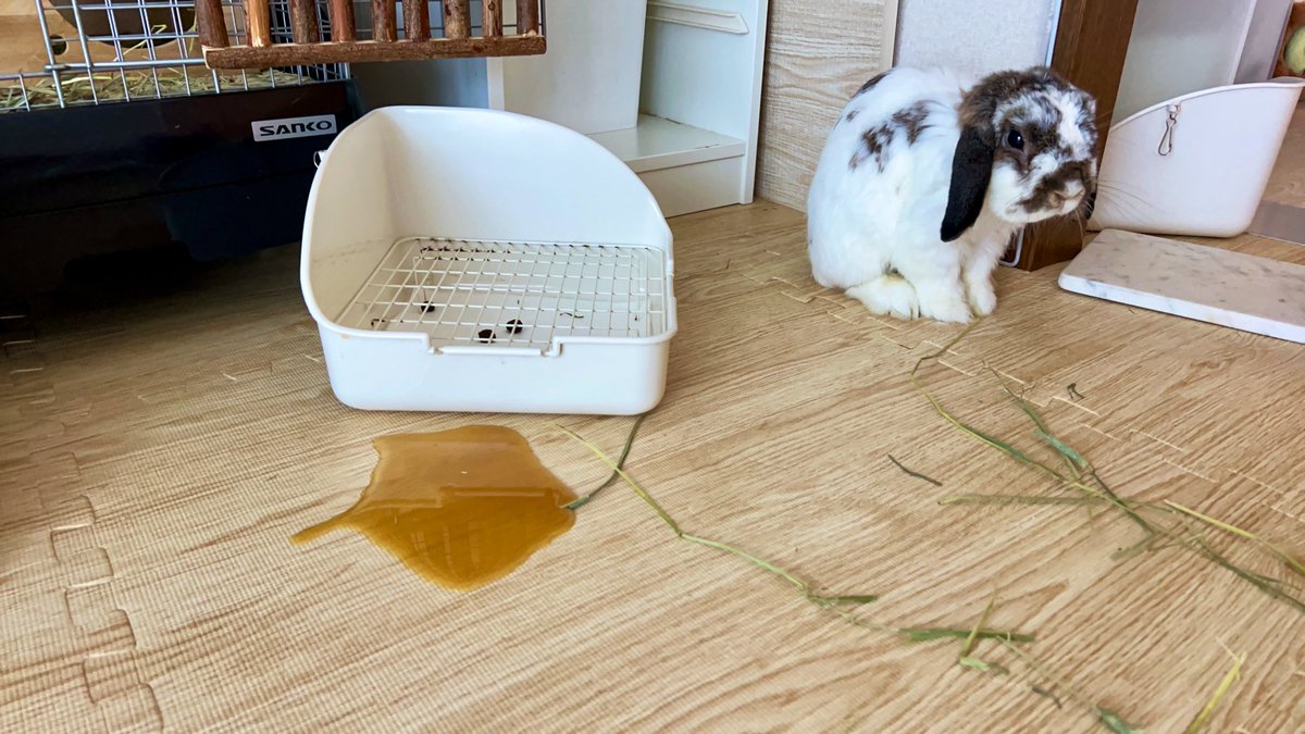 oooshishamooo's tweet photo. 🐰かんぺきです(｀・ω・´)ﾄﾞﾔ https://t.co/Tq1ExUh3Ez
